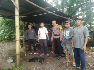 Cegah Penyebaran Rabies, Tim Eliminasi Bangka Nekang Musnahkan Anjing Liar Positif Rabies di Wae Palo