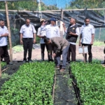 Sasar Sektor Unggulan, Bupati Hery Pantau Persemaian 1,1 Juta Anakan Kopi di Satar Mese
