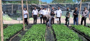 Sasar Sektor Unggulan, Bupati Hery Pantau Persemaian 1,1 Juta Anakan Kopi di Satar Mese