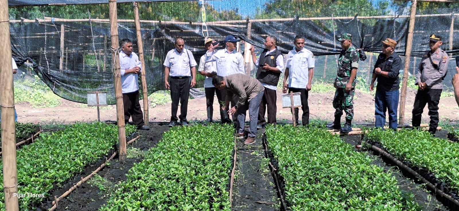 Sasar Sektor Unggulan, Bupati Hery Pantau Persemaian 1,1 Juta Anakan Kopi di Satar Mese