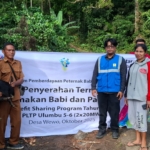 Tingkatkan Kesejahteraan Warga Sekitar PLTP Ulumbu, Bantuan Ternak PLN Berbuah Manis