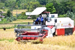Dinas Pertanian Manggarai Uji Coba Dua Unit Combine Harvester di Lingko Lanar Cancar