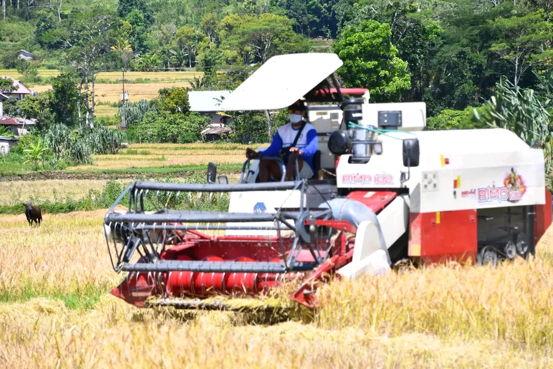 Dinas Pertanian Manggarai Uji Coba Dua Unit Combine Harvester di Lingko Lanar Cancar