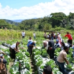 Panen Raya Green Skills Project: Petani Muda Manggarai Sukses Kembangkan Pertanian Cerdas Iklim