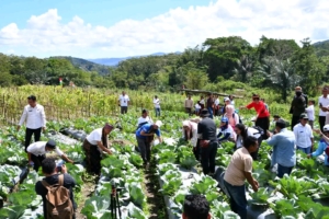 Panen Raya Green Skills Project: Petani Muda Manggarai Sukses Kembangkan Pertanian Cerdas Iklim