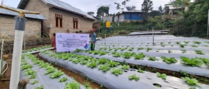 Tak Perlu Siram Manual, Petani Desa Lungar Nikmati Kemudahan Pengairan Berbasis Listrik PLN