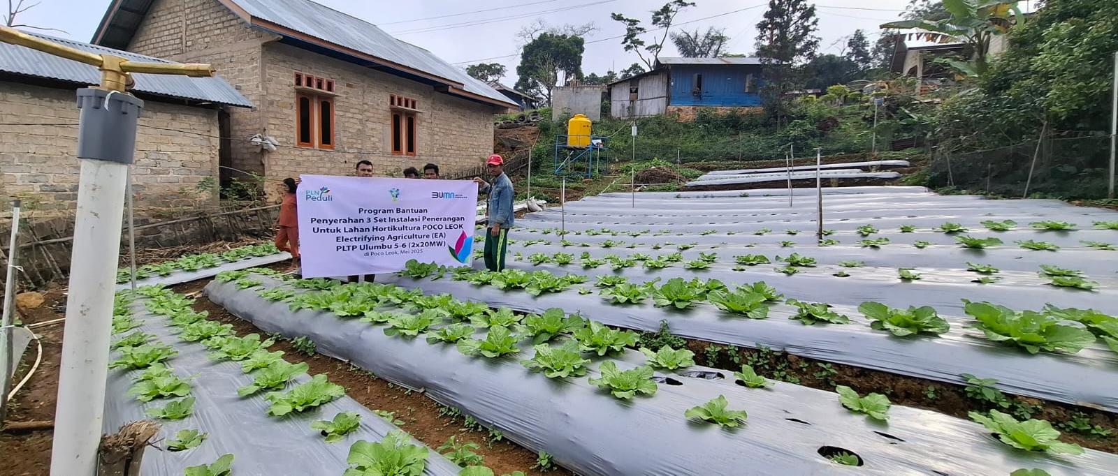 Tak Perlu Siram Manual, Petani Desa Lungar Nikmati Kemudahan Pengairan Berbasis Listrik PLN