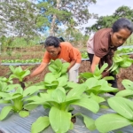 Program TJSL PLN Dorong Kemandirian Kelompok Tani Wela Sita Werek Ulumbu