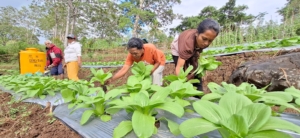 Program TJSL PLN Dorong Kemandirian Kelompok Tani Wela Sita Werek Ulumbu