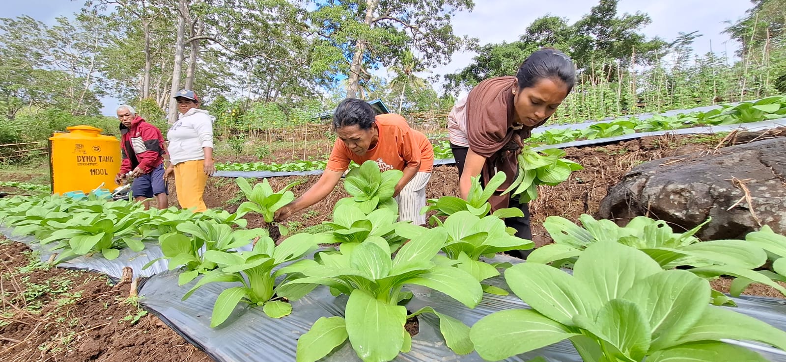 Program TJSL PLN Dorong Kemandirian Kelompok Tani Wela Sita Werek Ulumbu