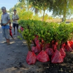 Langkah Nyata PLN UIP Nusra: Tanam 3.000 Mangrove untuk Hidupkan Ekowisata Padak Guar