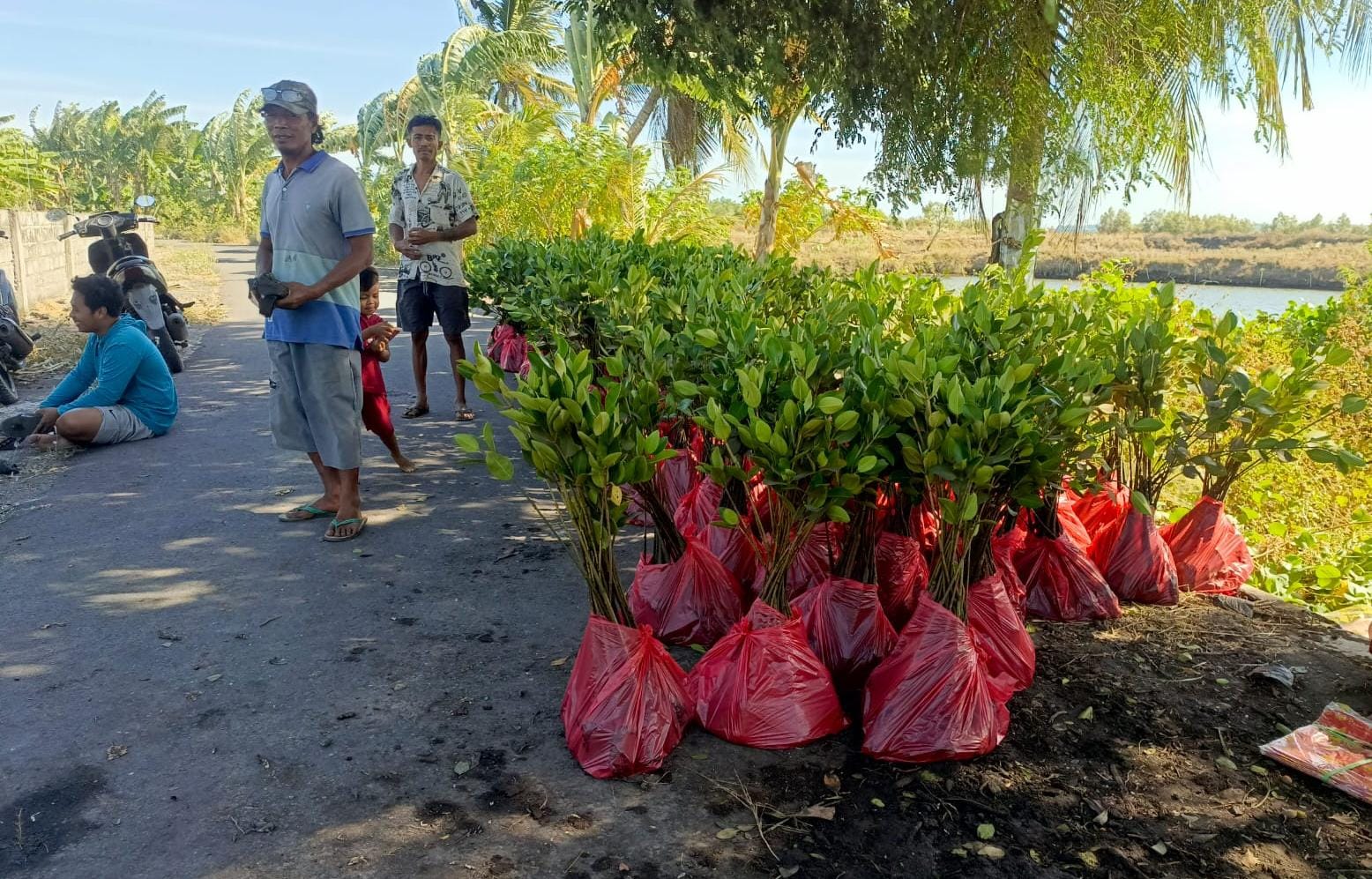 Langkah Nyata PLN UIP Nusra: Tanam 3.000 Mangrove untuk Hidupkan Ekowisata Padak Guar